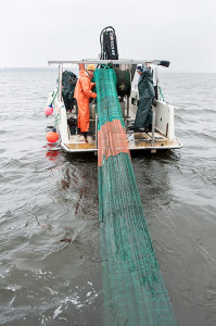 Upptag av trål efter trålning i Sätoftasjön. Foto: Richard Nilsson