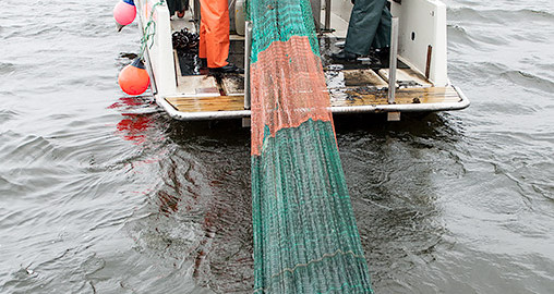 Upptag av trål i Sätoftasjön. Foto: Richard Nilsson