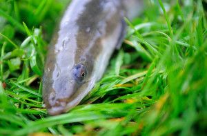 Ett exemplar av den utrotningshotade ålen i närbild. Foto: Richard Nilsson
