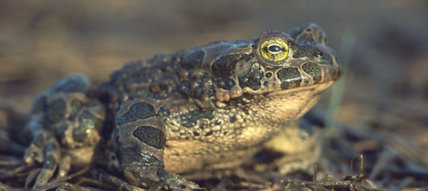 Grönfläckig padda (Bufotes viridis) - Foto Marek Szczepanek