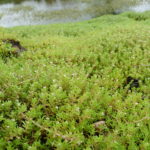 Den invasiva sydfyrlingen (vattenkrassula). Foto: Benjamin Blondel