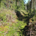 Igenväxt dike i skogen. Foto: SeppVei