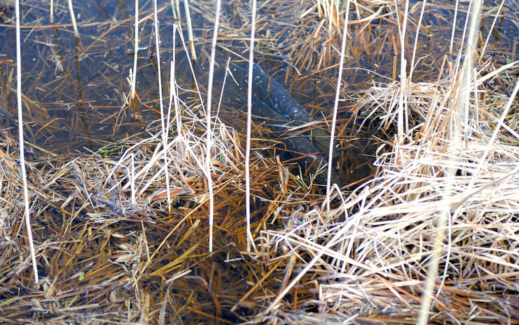 Lekande gäddor vid strandängen i naturreservatet Östra Bosjöklosterhalvön. Foto: Richard Nilsson