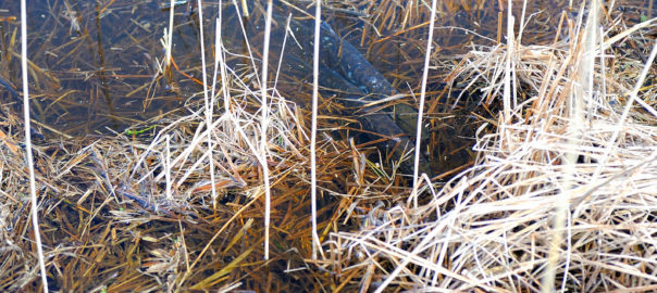 Lekande gäddor vid strandängen i naturreservatet Östra Bosjöklosterhalvön. Foto: Richard Nilsson