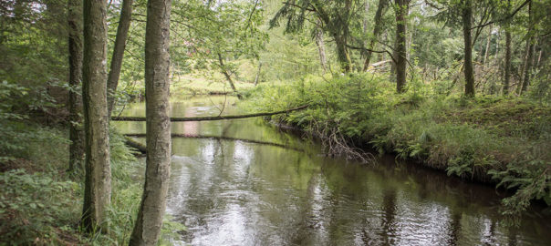 Pinnån uppströms Gelita. Provpunkt R42 i Rönneåns och Ringsjöns recipientkontrollprogram. Fotograferat 12 juli 2017. Foto: Birgitta Bengtsson