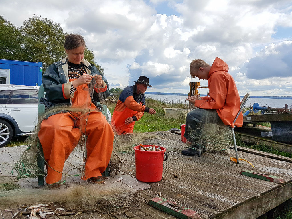 Näten från 2017 års provfiske i Östra Ringsjön töms på fisk av Rebecka, Janne och Linus.