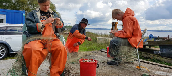 Näten från 2017 års provfiske i Östra Ringsjön töms på fisk av Rebecka, Janne och Linus.