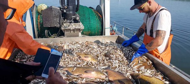 Sortering av trålfångst vid reduktionsfiske i Västra Ringsjön. Foto: Richard Nilsson