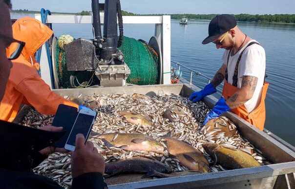 Sortering av trålfångst vid reduktionsfiske i Västra Ringsjön. Foto: Richard Nilsson