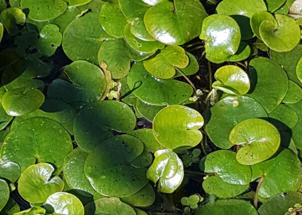 Dyblad från Östra Ringsjön, kan förväxlas med den invasiva arten sjögull. Foto: Richard Nilsson