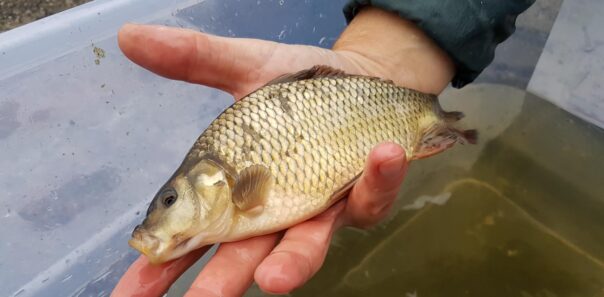 En av de  troligen olagligt utsatta karparna i Ringsjön