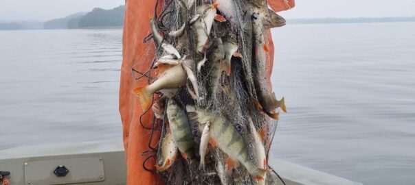 Ett provfiskenät från 2023 års provfiske i Västra Ringsjön. Foto: Jimmy Lindahl