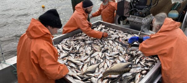 Ett stort bord fyllt med fisk och fyra personer i orange kläder runt omkring bordet.